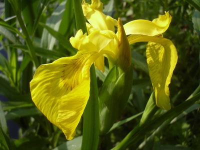 fruhling_06_001.jpg