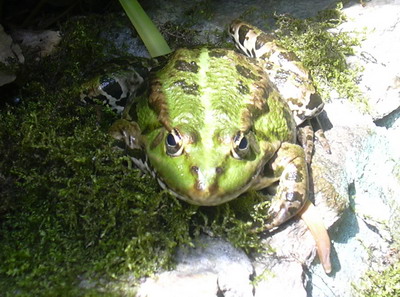 fruhling_06_028.jpg