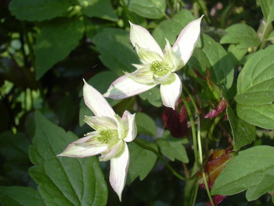 fruhling_06_014.jpg