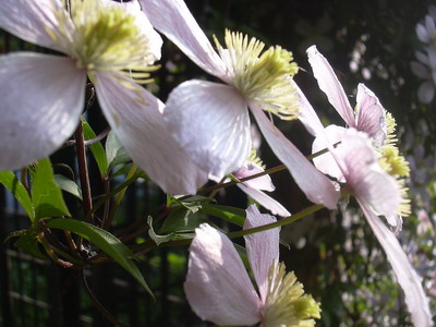 fruhling_06_015.jpg