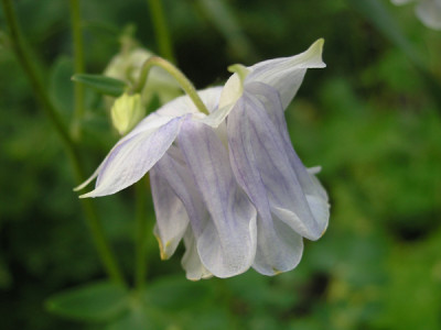 Akkelei_140506_k.jpg