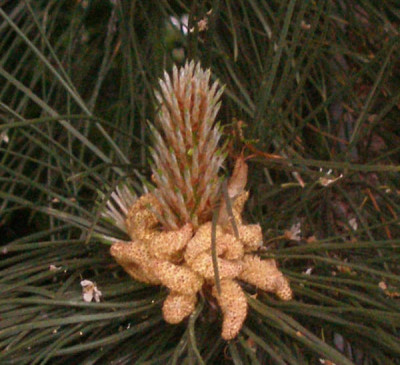 pinus_nigra_austriaca.jpg