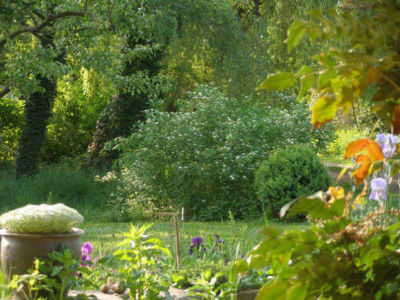 cornus_sericea_flaviramea.JPG
