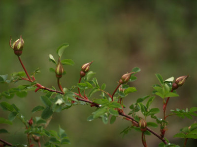 rosa_pimpinellifolia_rigarose.jpg