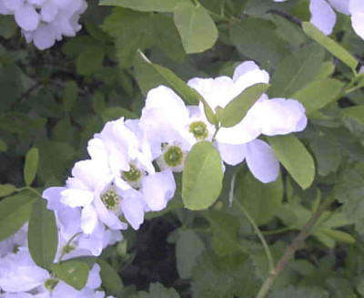 Exochorda_The_BrideRimg0404.JPG