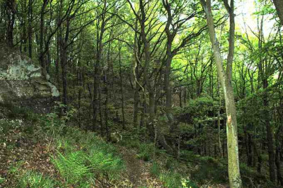 Mein_Waldweg_1_14-05-2005.jpg