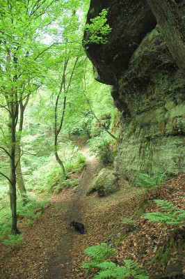 Mein_Waldweg_4_14-05-2005.jpg