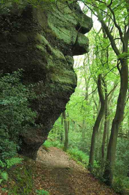 Mein_Waldweg_3_14-05-2005.jpg