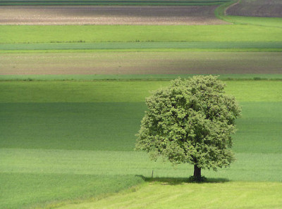 baum_flugplatz.jpg
