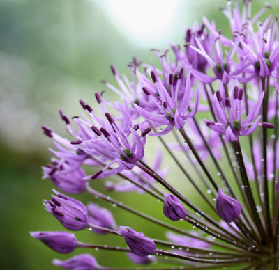 Allium-lila-5.jpg