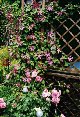 Clematis_vit.Margot_Koster_und_Rosarium_Uetersen.jpg