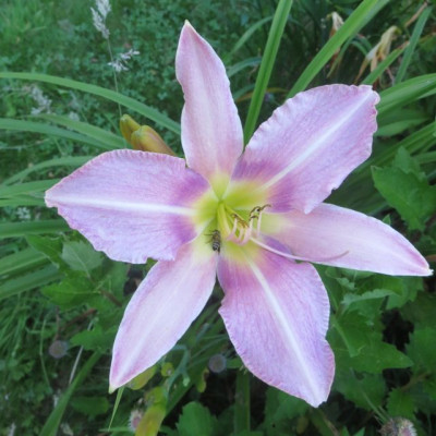 Lavender Light_2253.jpg