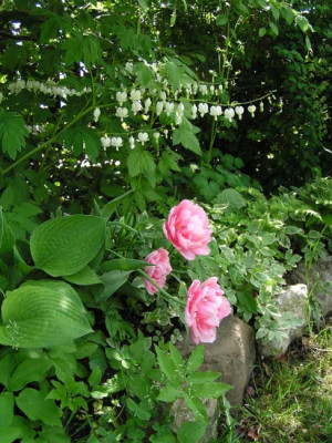 katringarten_mittemai3.jpg