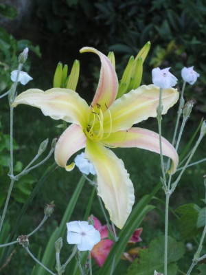 Lola Branham_2254.jpg