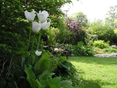 katringarten_mittemai4.jpg