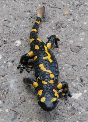 a_salamander.jpg