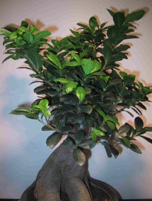 Ficus_Retusa___panda_.jpg