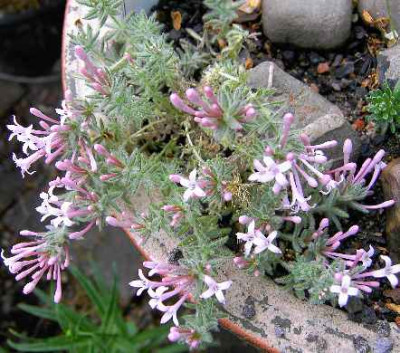 13.5.06._Asperula__arcadiensis_059.JPG
