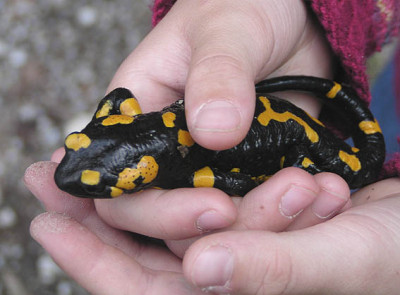 b_salamander.jpg