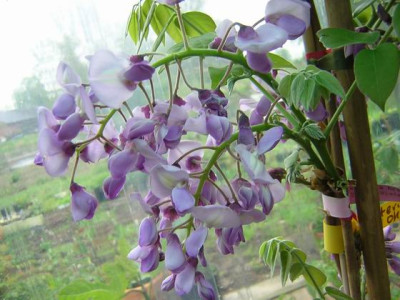 Wisteria_brachybotrys_Okyama.JPG
