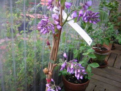 Wisteria_brachy..JPG