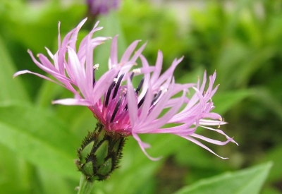 Centaurea_Samling_f.jpg
