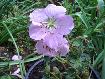 Geranium_farreri_fars.jpg