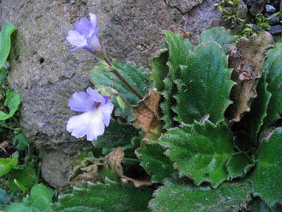 Haberlea_rhodopensis_fars.jpg
