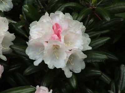 Rhododendron_yakushimanum_Koichiro_Wada_fars.jpg
