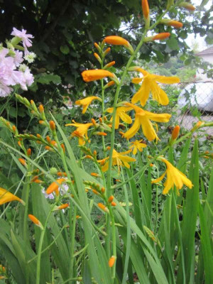 Crocosmia G Davidson.jpg
