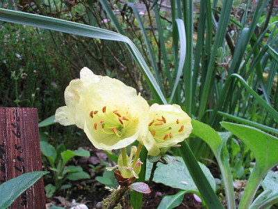 Rhododendron_ludlowii_fars_2.jpg