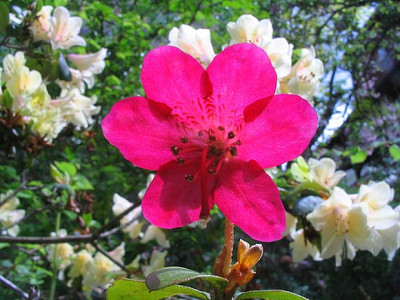 Rhododendron_campylogynum_Bodnant_Red.jpg