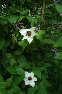 2006H337_Large.JPG