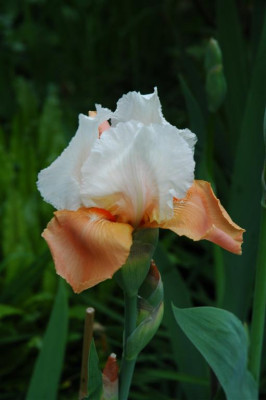 2006H339_Large.JPG