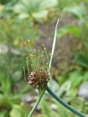 2015-07-11 Allium.jpg