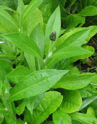 Centaurea_ganz_f.jpg