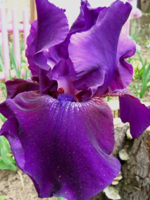 Iris_Rosalie_Figge.jpg