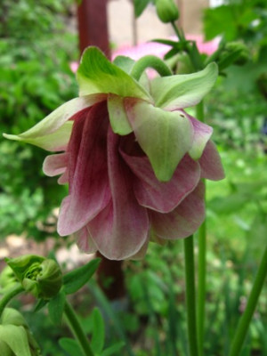 Akelei_Pink_Bonnets.jpg