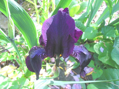 Iris_barbata_unbekannt.jpg