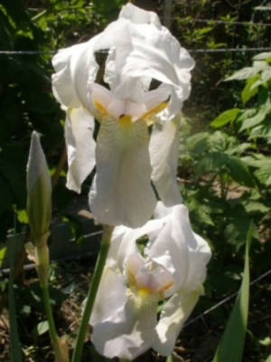 2006-05-12_weiss.JPG
