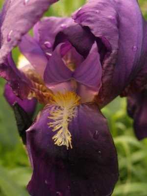2006-05-08_violett.JPG