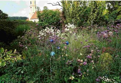 Verbena_bonariensis.jpg
