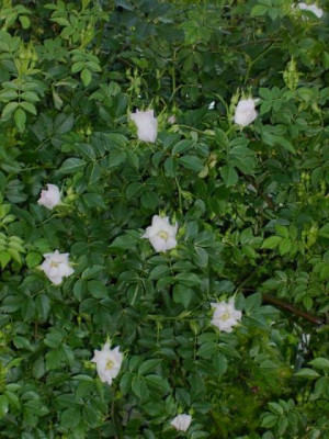 wildrose_unbekannt_01.jpg