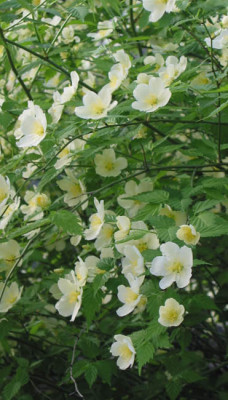 Kerria_japonica_Albescens_f.jpg