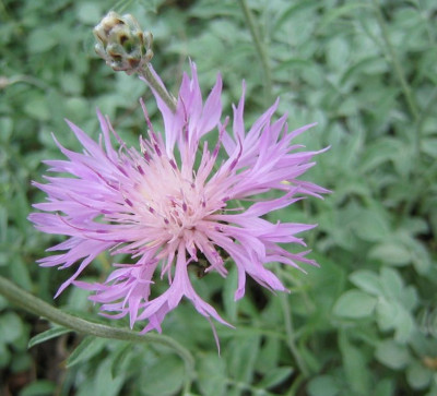 Centaurea_daelbata_20060516.jpg