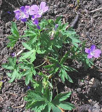 Geranium_pratense_fars.jpg