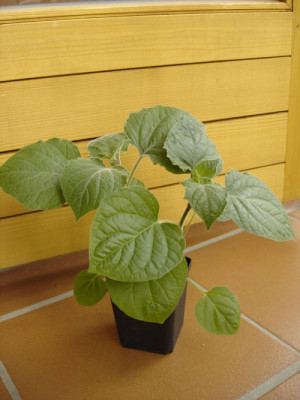 andenbeere.jpg
