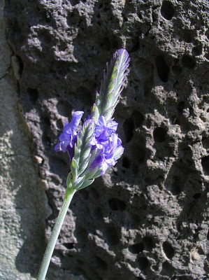 Lavandula_pinnata__fars.jpg