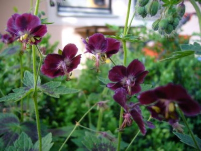 Geranium_phaeum_Samobor.jpg