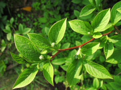 Stewartia0515k.jpg